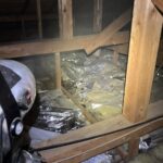 埼玉県朝霞市ハクビシン駆除 猛暑の天井裏での清掃・消毒作業