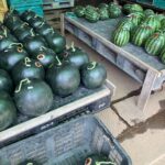 神奈川県三浦市コウモリ駆除 作業後に立ち寄ったスイカの直売所