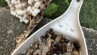 東京都三鷹市スズメバチ駆除 撤去後のスズメバチの巣