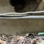 東京都三鷹市ネズミ駆除 侵入口になっていた古い配管跡