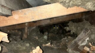 本日のお仕事  東京都杉並区 ハクビシン駆除